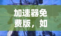 加速器免费版，如何高效利用网络加速工具